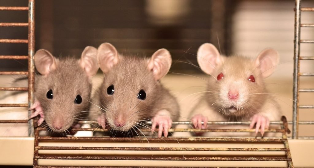 Breakthrough anti-aging chemical successfully extends the lives of mice